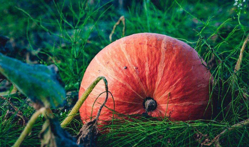 The Super Soil Organic Farming Strong plants